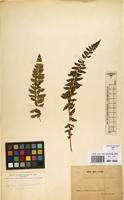 Type? of Aspidium prescottianum Wall. ex Mett. var. sinense H.Christ [family DRYOPTERIDACEAE]