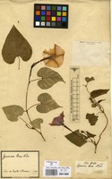 Filed as Ipomoea alba L. [family CONVOLVULACEAE]