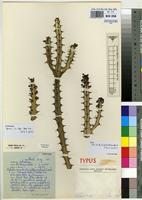 Isotype of Euphorbia griseola Pax subsp. mashonica L.C.Leach [family EUPHORBIACEAE]