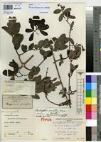 Isotype of Hippocratea parvifolia Oliv. [family CELASTRACEAE]