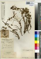 Isotype of Lotus discolor E.Mey. subsp. mollis J.B.Gillett [family FABACEAE]
