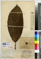 大人気の Ficus JSTOR on Plants Global in dawei 工芸品
