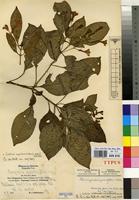 Type of Thamnojusticia grandiflora Mildbr. [family ACANTHACEAE]