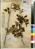Syntype of Rubus apetalus Poir. forma pyramidalis Gust. [family ROSACEAE]