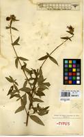 Syntype of Osbeckia cogniauxiana De Wild. [family MELASTOMATACEAE]