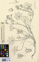 Filed as Alchemilla kiwuensis Engl. [family ROSACEAE]