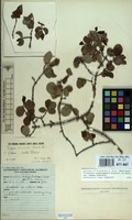 Filed as Tricalysia niamniamensis Schweinf. ex Hiern subsp. nodosa (Robbr.) Bridson [family RUBIACEAE]