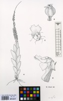 Filed as Oberonia disticha Schltr. [family ORCHIDACEAE]