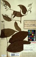 Type of Leretia ampla Miers [family ICACINACEAE]