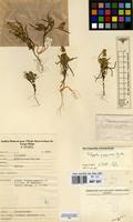Filed as Polygala welwitschii subsp. pygmaea (Gurke) Paiva [family POLYGALACEAE]