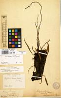 Isolectotype of Polypodium pertusum Roxb. ex Hook. [family POLYPODIACEAE]
