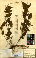 Type of Acalypha gracilis Spreng. var. pubescens Mull.Arg. [family EUPHORBIACEAE]