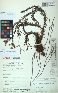 Isotype of Huperzia afromontana Pic. Serm. [family LYCOPODIACEAE]