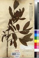Type of Tricalysia pallens Hiern [family RUBIACEAE]
