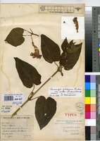 Type of Thunbergia bogoroensis De Wild. [family ACANTHACEAE]