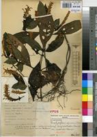 Holotype of Brachystephanus africanus S.Moore subsp. longibracteatus Champl. [family ACANTHACEAE]