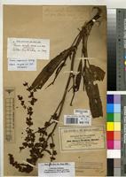 Isosyntype of Rumex steudelii Hochst. ex A.Rich. [family POLYGONACEAE]