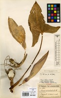 Isotype of Arum italicum Mill. var. amoenum Engl. [family ARACEAE]