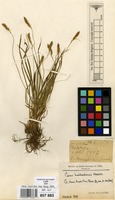 Type of Carex hakkodensis Franch. [family CYPERACEAE]
