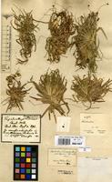 Type of Eriocaulon breviscapum Mart. [family ERIOCAULACEAE]