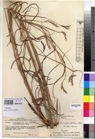 Isotype of Andropogon sylvaticus C.E.Hubb. [family POACEAE]