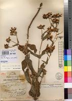 Isosyntype of Guizotia schultzii Hochst. ex A.Rich. [family ASTERACEAE]