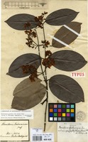 Syntype of Banisteria gardneriana A.Juss. var. nummifera (A.Juss.) Nied. [family MALPIGHIACEAE]