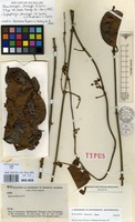 Isotype of Banisteriopsis krukoffii B.Gates [family MALPIGHIACEAE]