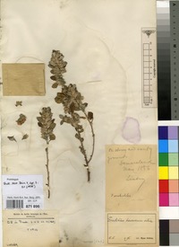 Type of Forsskaolea hereroensis Schinz [family URTICACEAE]
