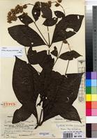 Isotype of Cyathula divulsa Suess. [family AMARANTHACEAE]