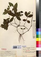 Isotype of Psilotrichum fallax C.C.Towns. [family AMARANTHACEAE]