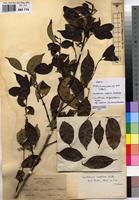 Type of Canthium captum Bullock [family RUBIACEAE]