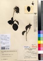 Isotype of Pavetta humbertii Bremek. [family RUBIACEAE]