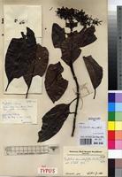 Syntype of Grumilea cabrae De Wild. [family RUBIACEAE]