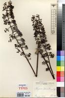 Type of Polyscias felicis Bernardi [family ARALIACEAE]