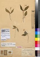 Type of Impatiens refracta De Wild. [family BALSAMINACEAE]