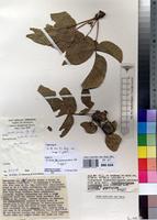 Commiphora guidottii in Global Plants on JSTOR