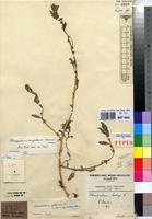 Type of Chenopodium glaucum L. subsp. congolanum Hauman [family CHENOPODIACEAE]