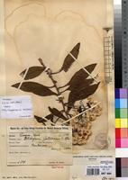 Isotype of Helichrysum goetzeanum O.Hoffm. [family ASTERACEAE]