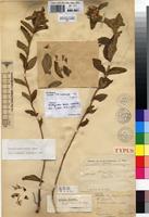 Type of Leucas homblei De Wild. [family LAMIACEAE]