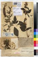 Type of Dolichos saponarius De Wild. [family FABACEAE]