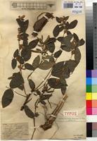 Type of Dolichos saponarius De Wild. [family FABACEAE]