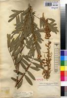 Type of Tephrosia bequaertii De Wild. [family FABACEAE]