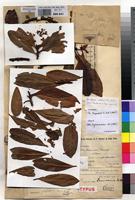 Syntype of Rapanea lamiaensis De Wild. [family MYRSINACEAE]
