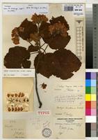 Type of Dombeya velutina De Wild. [family STERCULIACEAE]