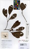 Isotype of Breonia fragifera Capuron ex Razafim. [family RUBIACEAE]