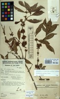 Filed as Tricalysia pallens Hiern [family RUBIACEAE]