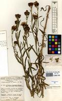 Neotype of Centaurea debeauxii Godr. & Gren. subsp. thuillieri Dostal [family COMPOSITAE]