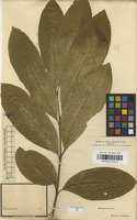 Type of Matayba grandis Radlk. [family SAPINDACEAE]