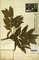 Syntype of Matayba mollis Radlk. [family SAPINDACEAE]